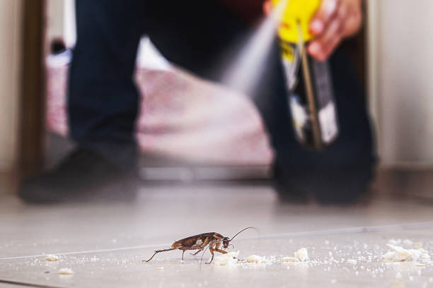 Best Best Pest Control Companies  in Winthrop Harbor, IL