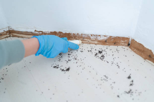 Best Mosquito Control Services  in Winthrop Harbor, IL